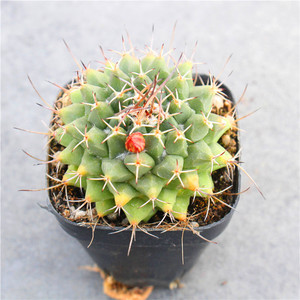 长刺白龙王仙人球 实生好养开花乳突球多肉植物 办公室小盆栽花卉