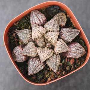 大久保白银寿 多肉植物十二卷属小盆栽 高端进口肉肉 粉白银寿苗