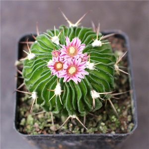 可园 多棱玉仙人球 千波万波多肉植物桌面小盆栽 奇趣室内开花球