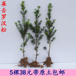 罗汉松小苗包邮