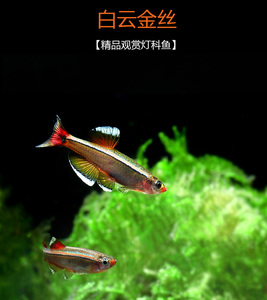 白云金丝白云金丝 冷水鱼灯科鱼观赏鱼原生鱼喜群游新手懒人唐鱼