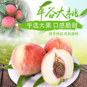 平谷14号桃面软香甜脆黄油桃正宗十四号离核毛桃北京果园新鲜采摘