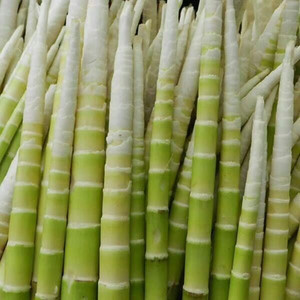 新鲜小春笋湖南怀化特产剥壳水煮笋小竹笋小山笋农家蔬菜野生竹笋