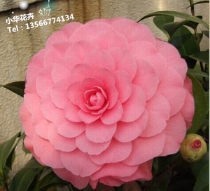 伊丽莎白织女茶花