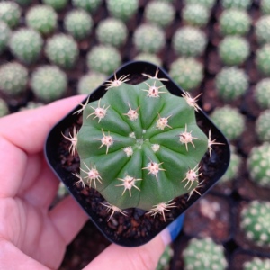 【短毛丸】会开花仙人球 包邮萌球球 清仓特惠 原盆原土发货