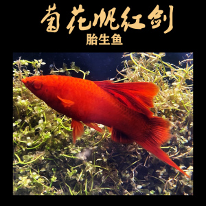 高帆红剑鱼朱砂高鳍红箭红剑菊花狼牙帆大帆刀公红玛丽胎生鱼活体