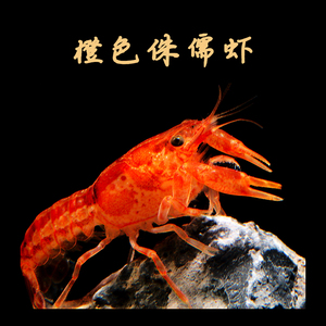 特萨努怒橘色蓝色侏儒鳌虾淡水水草缸迷你鳌虾小型观赏宠物虾活体