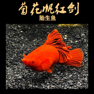 菊花帆红剑鱼朱砂红高鳍箭玛丽皮球水草缸热带巨背胎生鱼刀公精品