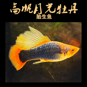 高帆月光牡丹鱼玛丽月亮鱼高鳍精品胎生热带水草缸红剑箭皮球鱼