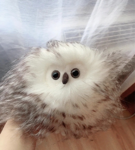 【不定期更新】jellycat 猫头鹰系列williow owl/bertie olet炸毛