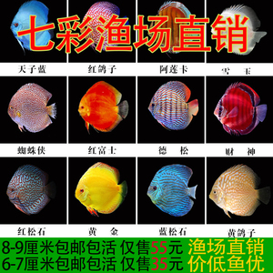 天子蓝七彩神仙鱼