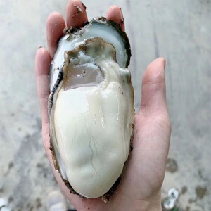 生蚝鲜活5斤乳山生蚝带壳生吃海鲜水产特大牡蛎子海蛎活生蚝湛江