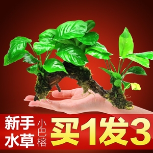 不死水草
