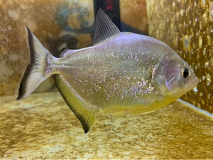 旧金山黄钻淡水鱼热带鱼猛鱼 加拉辛鱼 全国顺丰 包活包损