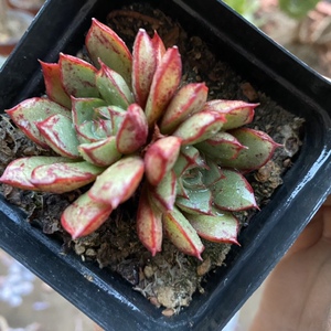 罗西玛杂交群生圆罗小老桩多肉植物办公室盆栽防辐射绿植组合多肉