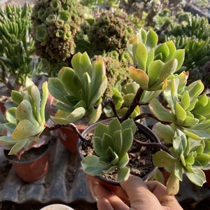 冰绒法师多肉植物法师冰绒法师群生老桩有香味一物一拍办公室盆栽