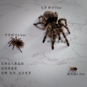 巴西巨人金直间蜘蛛宠物1-15cm网红蜘蛛活体温顺新手入门品种好养