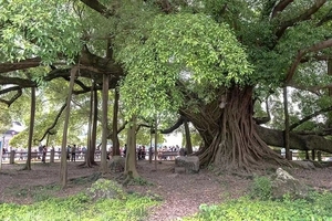 正宗小叶榕多年榕树苗长根须室内室外植物庭院公园小区路旁绿化树