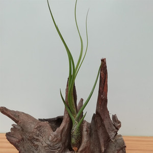 空气凤梨无土植物进口虎斑防辐射净化空气 桌面植物 沉木造景