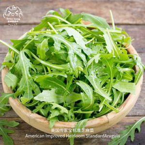标准芝麻菜种子美国传家宝新鲜即食火箭沙拉叶菜蔬菜四季阳台盆栽