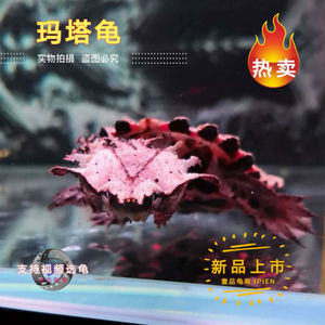 宠物观赏红玛塔 黑玛塔龟苗枯叶龟深水蛋龟剃刀果核麝香 活体包邮