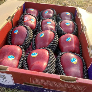 雪原甘肃天水大果苹果礼盒新疆粉面多汁整箱当季新摘包邮