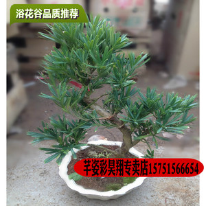 罗汉松小苗造型