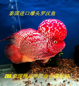 泰国起头 泰金火凤凰 鸿运 爆头 亚成精品罗汉鱼 全国发货包活