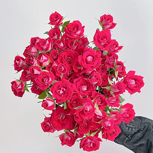 复色玫红波塞尼娜多头玫瑰鲜花云南直发空运花瓶插花水养节日送花