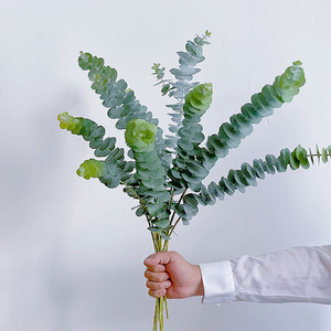 尤加利叶鲜花直发云南花瓶插花水养节日送花任意两束顺丰空运包邮