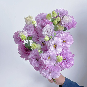 紫色波浪洋桔梗鲜花直发云南花瓶插花水养节日送花任意两束顺丰