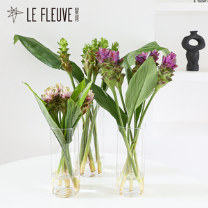 星河丨姜荷花鲜花 鲜切水养植物水培室内鲜切枝条观赏期长顺丰