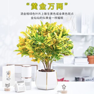 黄金藤盆栽黄金万两招财植物室内绿植花卉阳台好养变叶木四季净化