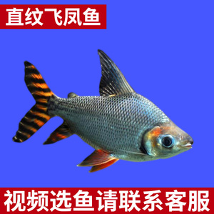 飞凤鱼鱼苗