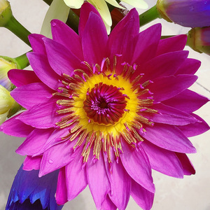 睡莲10支鲜花云南鲜切花水养供佛客厅小桌花净化空气莲花速递包邮