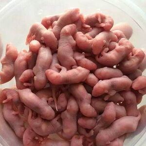 冷冻小白鼠乳鼠独立包装人工养殖宠物规格红皮粉皮白霜压成