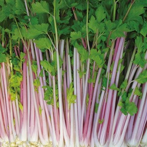 红芹种子 紫玉香芹紫红色蔬菜极嫩彩色芹菜高端保健特色菜种子