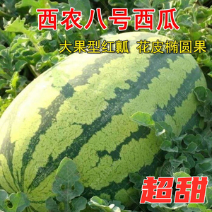 超甜西农八号西瓜种子 特大懒汉西瓜种籽 高产早熟抗重茬大田种植
