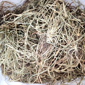 中药材 中草药 野生肺心草 肺经草 小肺筋草肺经草 蛆儿草