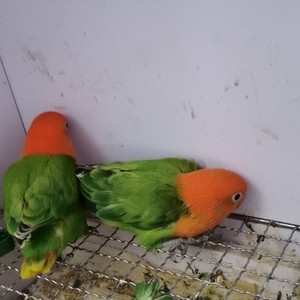 爱情鸟鹦鹉牡丹