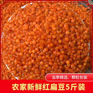 土耳其小扁豆