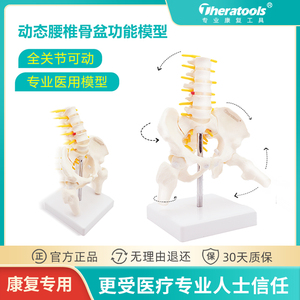 动态迷你女性骨盆模型关节可动孕产后康复theratools人体骨骼教具