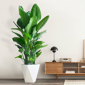 网红天堂鸟客厅绿植落地盆栽室内绿色大型办公室除甲醛鹤望兰植物