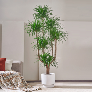 龙须树盆栽绿植20年大型老桩多头龙血树客厅风水树办公室网红植物