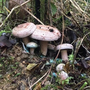 乌枞菌小朵野生菌新鲜三九菇寒菌雁鹅蕈松树菌菇菌子野蘑菇铜绿菇