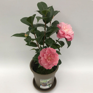 美人艳茶花粉色多瓣大朵带花苞发货四季常青好养植物庭院室外植物