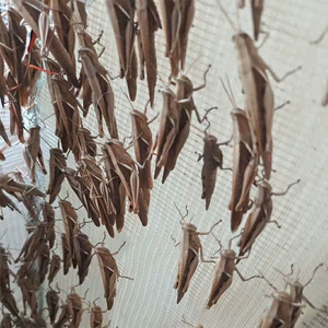 丁蜢活虫虰蜢活体花腿活虫花腿蚂蚱丁猛活虫画眉专用虫鸟食兰花蜢