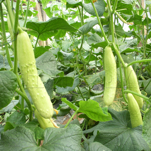 烟台海阳白皮黄瓜种子刺少中早熟节节有瓜水果黄瓜种子蔬菜种子