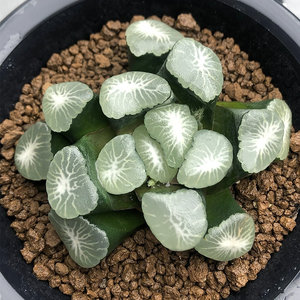 欧若拉万象极光女神纹路全开一物一拍带盆发货十二卷多肉植物盆栽