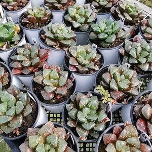 绿焰寿皮上窗大颗多肉一物一拍品相佳好养带盆发货十二卷多肉植物